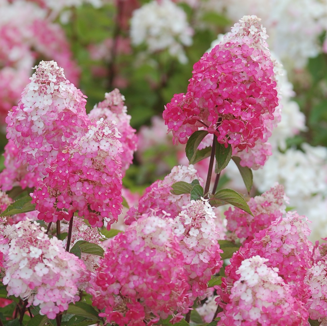 Hydrangea paniculata 'Fraise Melba'